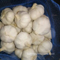 Good Quality of Fresh White Garlic From Jinxiang